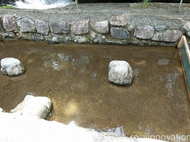 日名倉養魚場７　魚つかみ取り